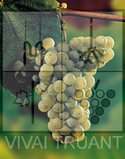 Foto di un grappolo d'uva di Verduzzo Friulano R5
